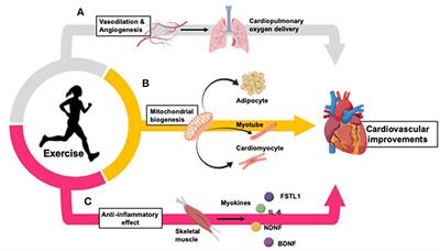 Effects of Exercise to Improve Cardiovascular Health
